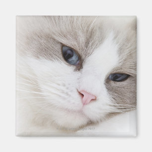 Aimant Ragdoll