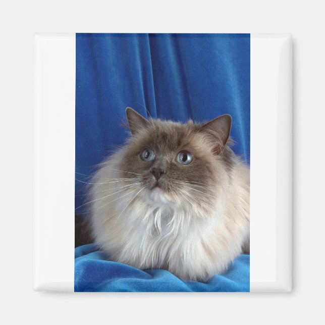 Aimant Ragdoll, point bleu (Devant)