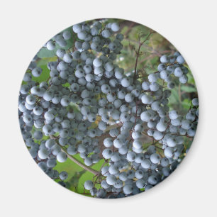 Aimant Raisins