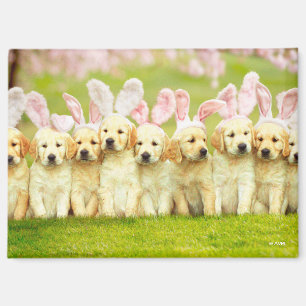 Aimant Rangée de lapins chiots