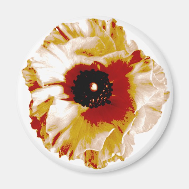 Aimant ranunculus orange vif et blanc (Devant)