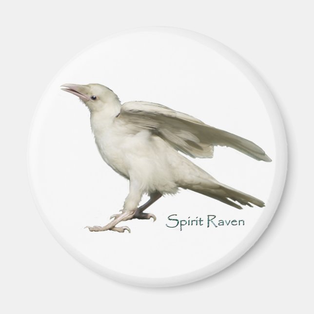 Aimant Rare White Raven Photo Spirit Raven II Series (Devant)