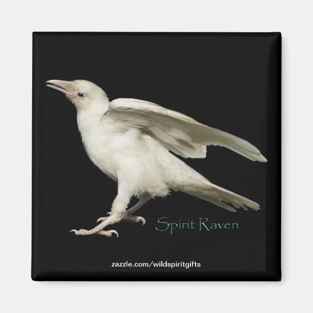 Aimant Rare White Raven Photo Spirit Raven II Series (Devant)