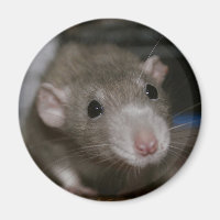 Rat curieux