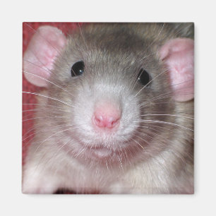 Aimant Rat mignon d'abruti