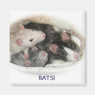AIMANT RATS !