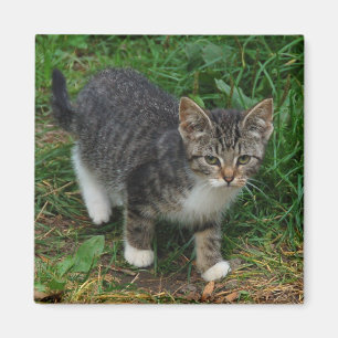Aimant rayé de chaton de tigre