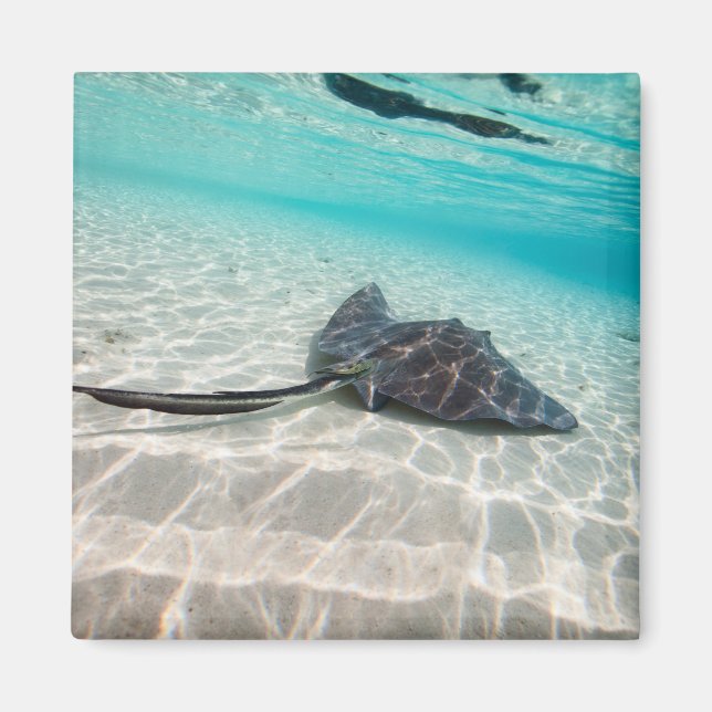 Aimant Rayon de fixation (Devant)