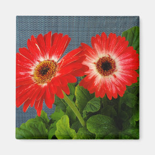 Aimant Red Daisy