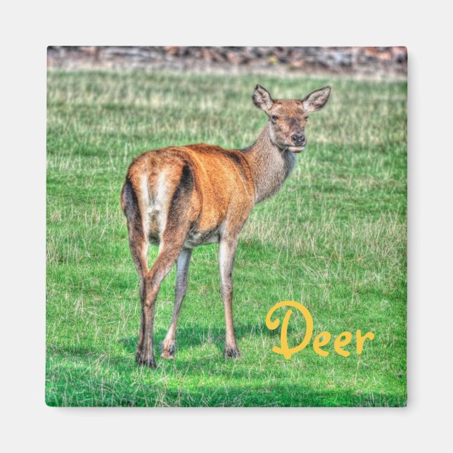 Aimant Red Deer & Field Wildlife Animal Design (Devant)