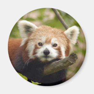 Aimant red-panda-004
