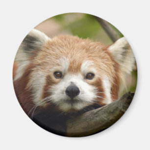 Aimant red-panda-010