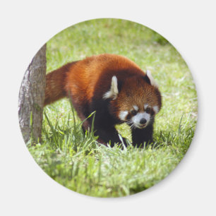 Aimant red-panda-049