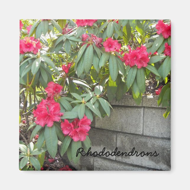 Aimant Red Rhododendron (Devant)