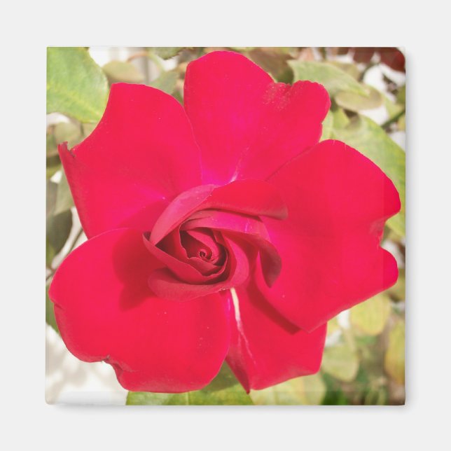 Aimant Red Rosy (Devant)