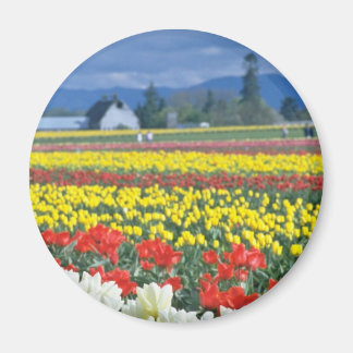 Aimant Red Skagit Valley, Mount Rainier, Washington, État