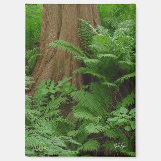 Aimant Redwood & Ferns
