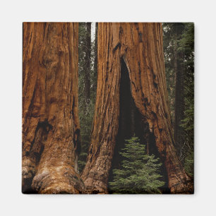 Aimant Redwood Trees, Sequoia National Park.