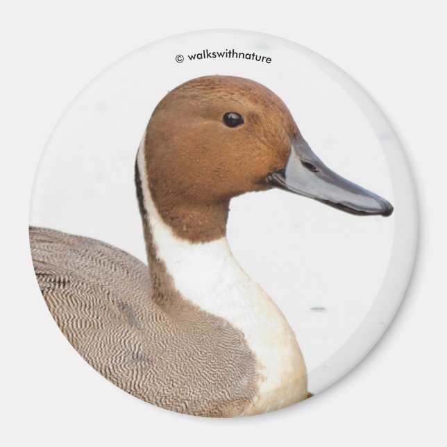 Aimant Réflexions d'un canard à ongles du Nord (Devant)