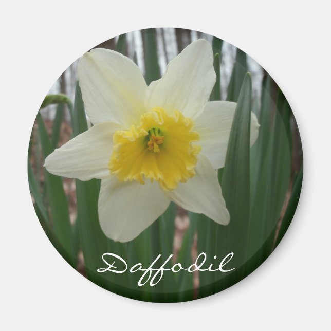 Aimant Réfrigérateur Daffodil (Devant)