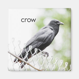 Aimant Réfrigérateur de corbeau