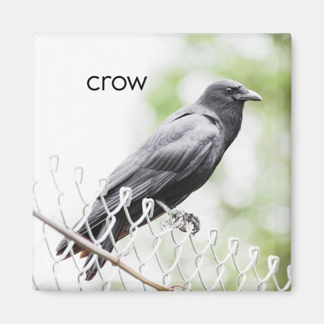 Aimant Réfrigérateur de corbeau (Devant)