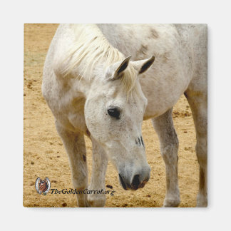 Aimant Réfrigérateur "Lester"