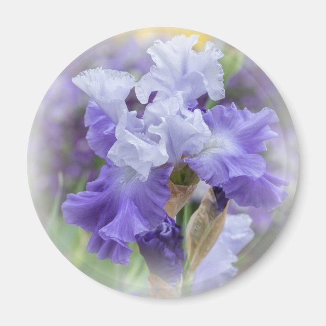 Aimant Regal Beares Iris - Violet & Blanc (Devant)