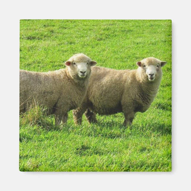 Aimant regard de mouton (Devant)