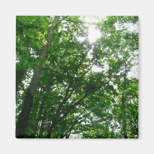 Aimant Regard sur les arbres d'été