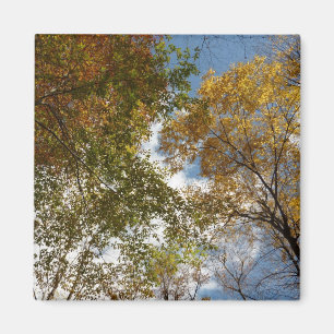 Aimant Regard sur les feuilles d'automne II Automne Natur