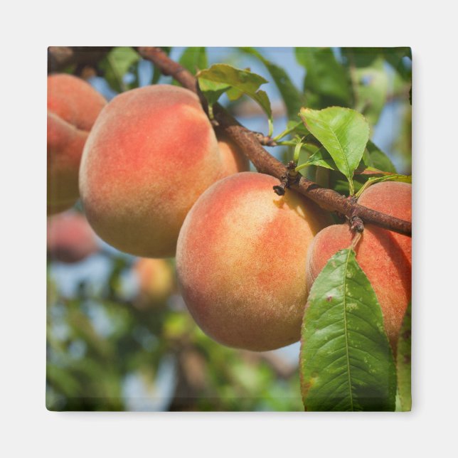 Aimant Reife Weingartenpfirsiche (Devant)