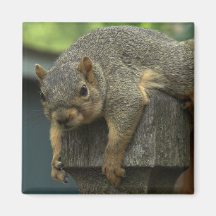 Aimant Reine Eleanor du Royaume pacifique