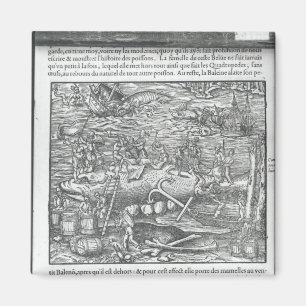 Aimant Rejoindre une baleine