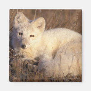 Aimant renard arctique, Alopex lagopus