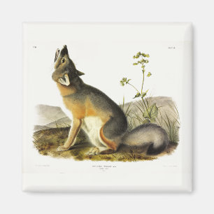 Aimant Renard rapide (Vulpes Velox) des Quadrupeds d'Audu