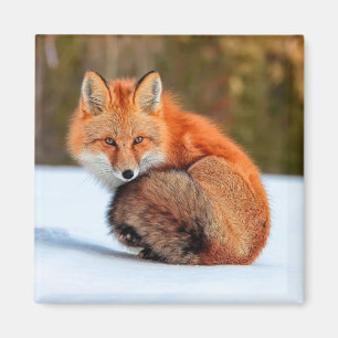 Aimant Renard Rouge En Neige   Yukon