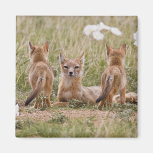 Aimant Renard swift (Vulpes velox) femelle avec des jeune