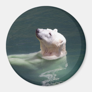 Aimant Repos d'ours blanc