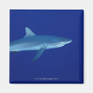Aimant Requin