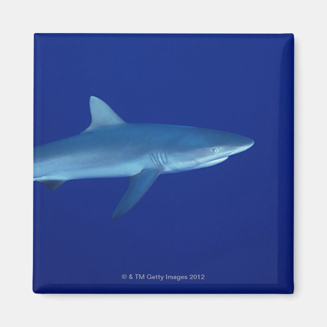 Aimant Requin (Devant)