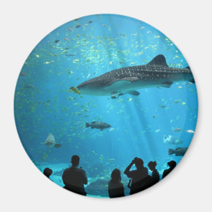 Aimant requin baleine mâle