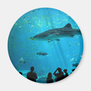 Aimant requin baleine mâle à l'aquarium Georgia