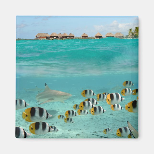 Aimant Requin chasse poissons dans l'aimant lagon de Bora (Devant)