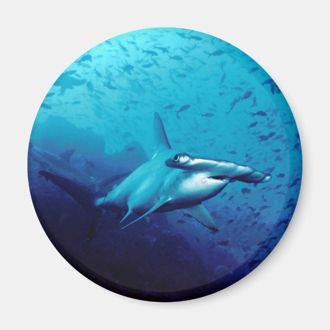 Aimant requin marteau (Devant)