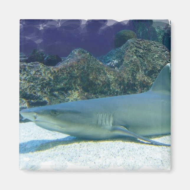 Aimant Requins dans l'aimant Coral Reef (Devant)