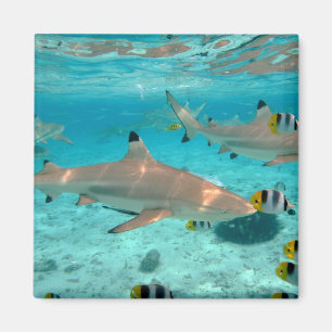 Aimant Requins dans l'aimant lagon Bora Bora