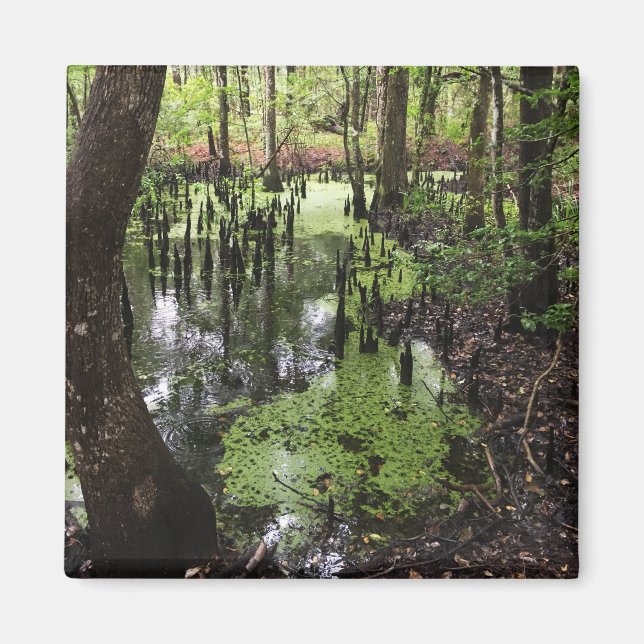 Aimant réserve côtière de santee (Devant)