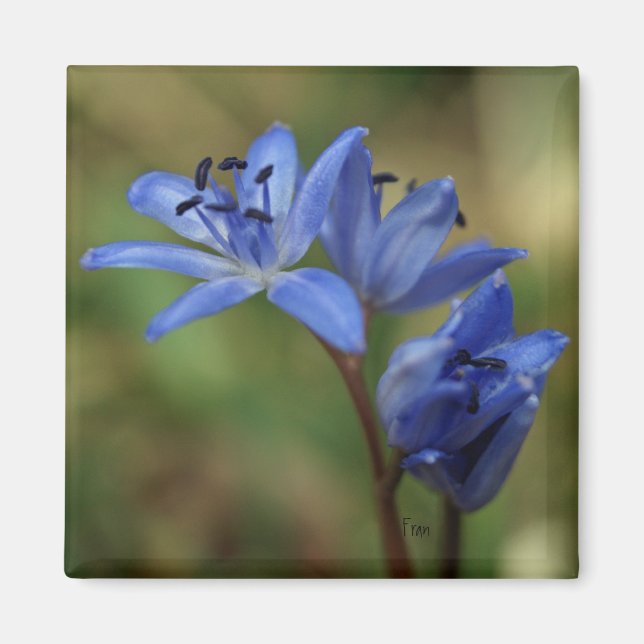 Aimant ressort bleu (Devant)