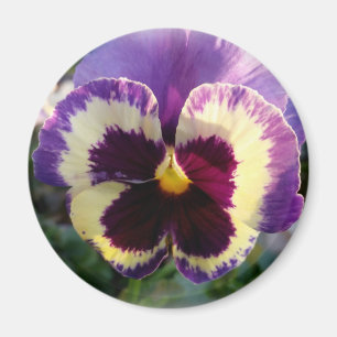 Aimant ressort coloré Pansy